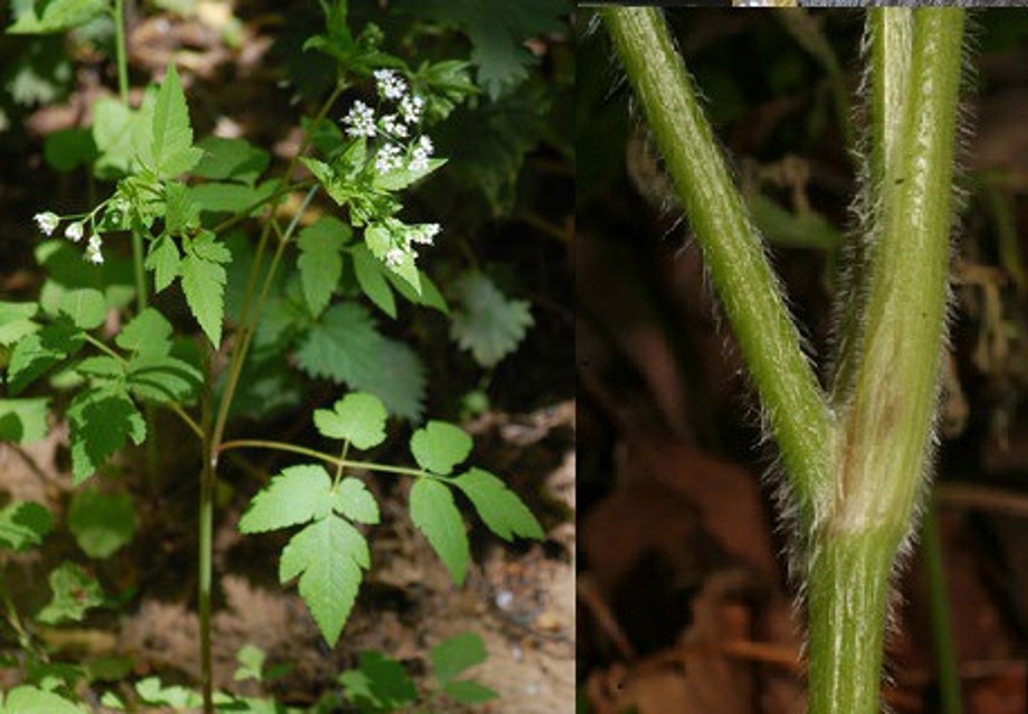 <ul><li><p>hairy</p></li><li><p>pinnately compound</p></li><li><p>smaller umbels</p></li><li><p>sweet smelling roots</p></li></ul><p>Species</p>