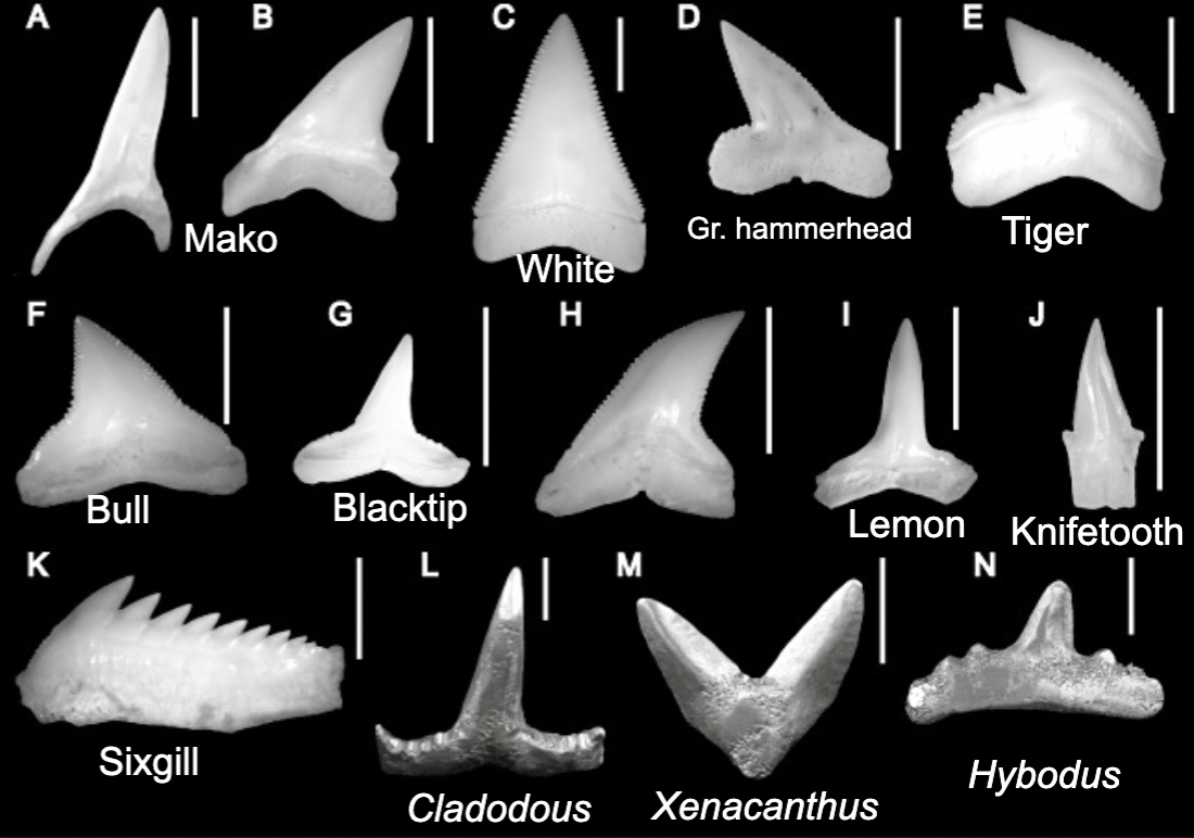 <p>Teeth</p>