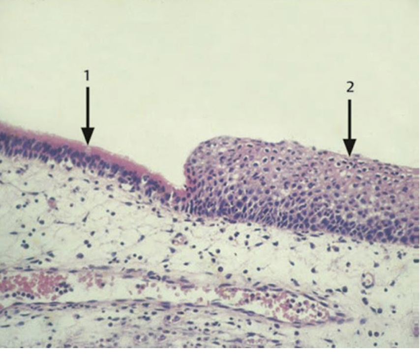 <p>What is this an example of?</p>