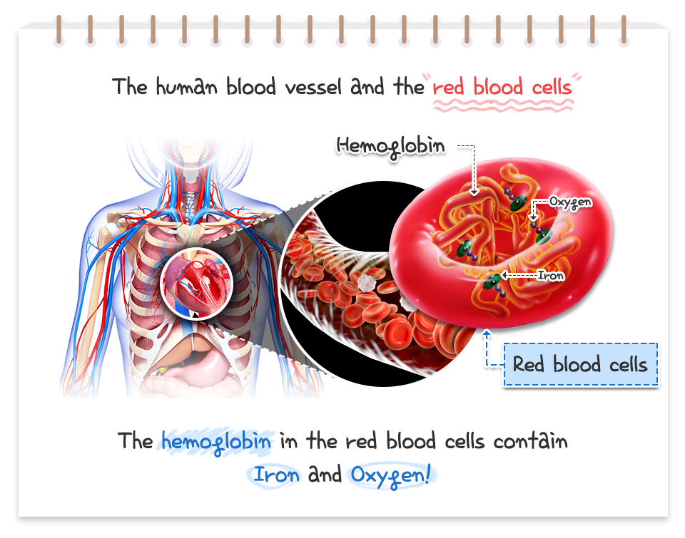 <p>attached to hemoglobin in the RBCs (carries oxygen from lungs to tissues).</p>