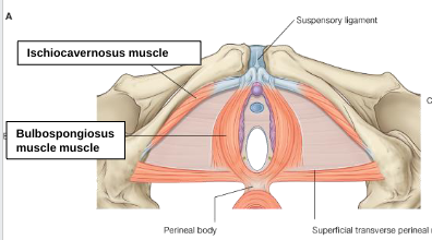 <p>bulbospongiosus muscle </p>
