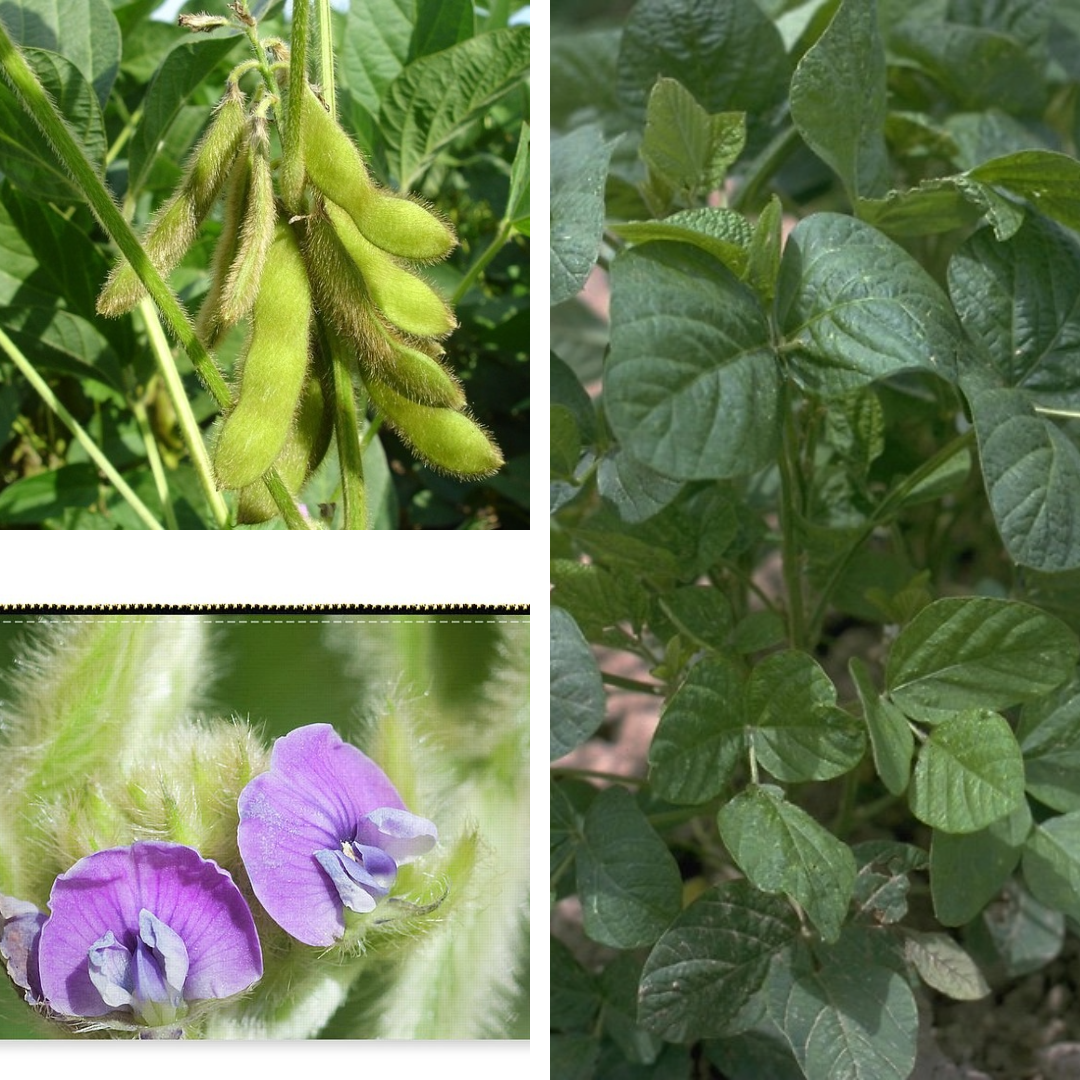 Soybean:

\
