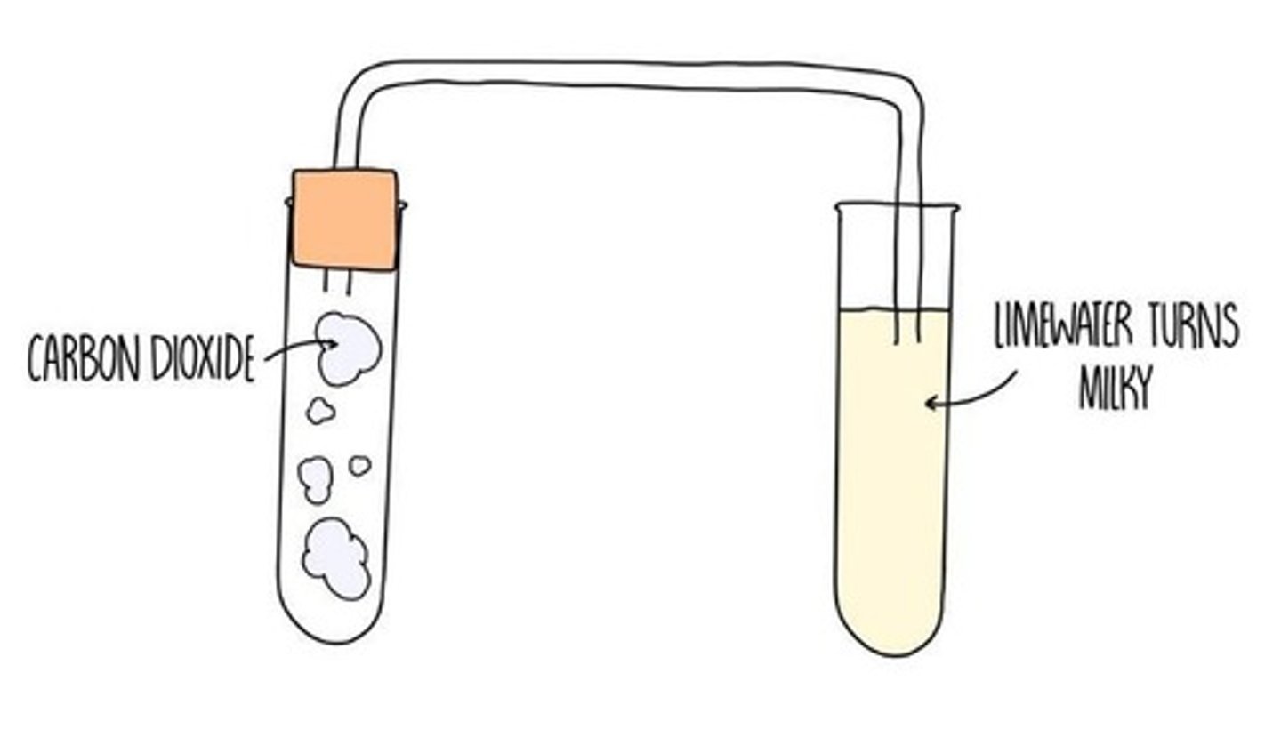 <p>Bubble the gas through limewater, if it turns cloudy, carbon dioxide is present.</p>