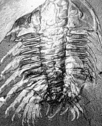 <ul><li><p>Spines on limbs used for capturing and shredding prey</p></li></ul><p></p>