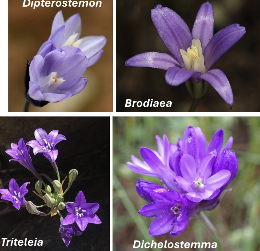 <p>Order: Asparagales</p><ol><li><p>No onion order</p></li><li><p>Corms</p></li><li><p><strong>Scapose umbel</strong></p></li><li><p>Subtended by &gt;2 bracts (don't enclose infl)</p></li><li><p><strong>Petals fused (tube)</strong></p></li><li><p><strong>Parallel venation</strong></p></li><li><p><u>Two petal-like whorls (may be indistinct)</u></p></li><li><p><u>Staminodes</u></p></li><li><p><strong>Epipetalous stamens*</strong></p></li></ol><p></p>