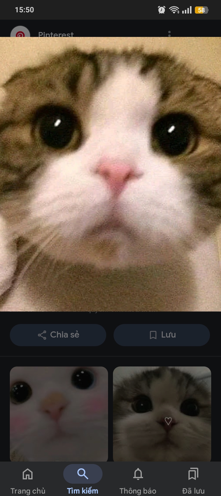 <p>Stare(v)</p>