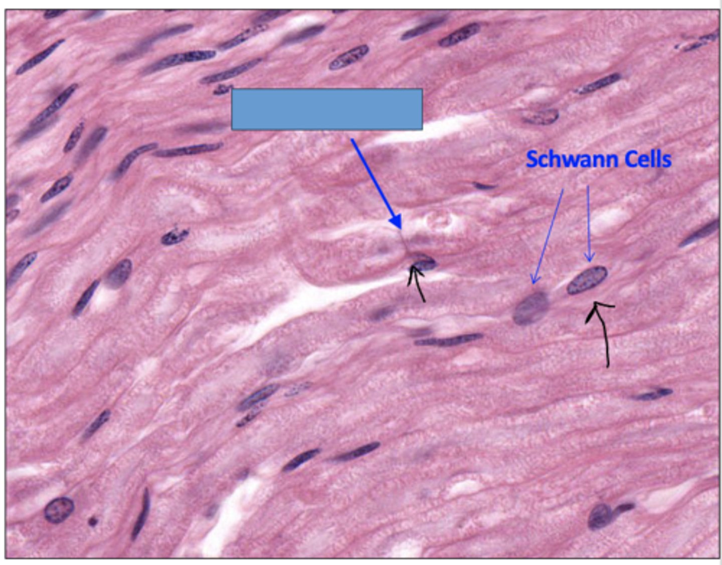 <p>Identify the structure</p>