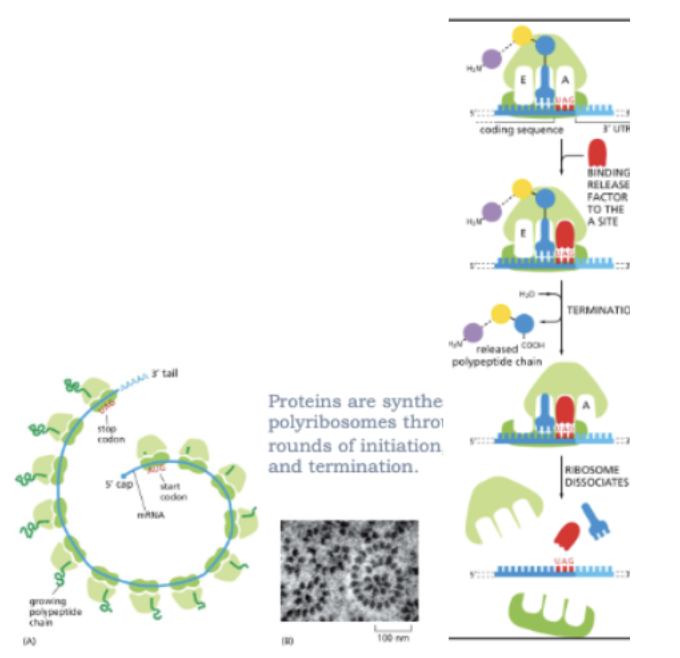 <ul><li><p>THE TRANSLATION IS TERMINATED AT A STOP CODON </p><ul><li><p>UAA, UAG, UGA</p></li></ul></li><li><p>RELEASE FACTOR BINDS THE A SITE AT STOP CODONS INSTEAD OF A CHARGED TRNA</p></li><li><p>WATER IS ADDED TO THE POLYPEPTIDE INSTEAD OF AN AMINO ACID</p></li><li><p>THE SYNTHESIZED POLYPEPTIDE IS RELEASED AND THE RIBOSOME DISSOCIATES </p></li><li><p>PROTEINS ARE SYNTHESIZED ON POLYRIBOSOMES THROUGH MULTIPLE ROUNDS OF INITIATION, ELONGATION, AND TERMINATION </p></li></ul><p></p>