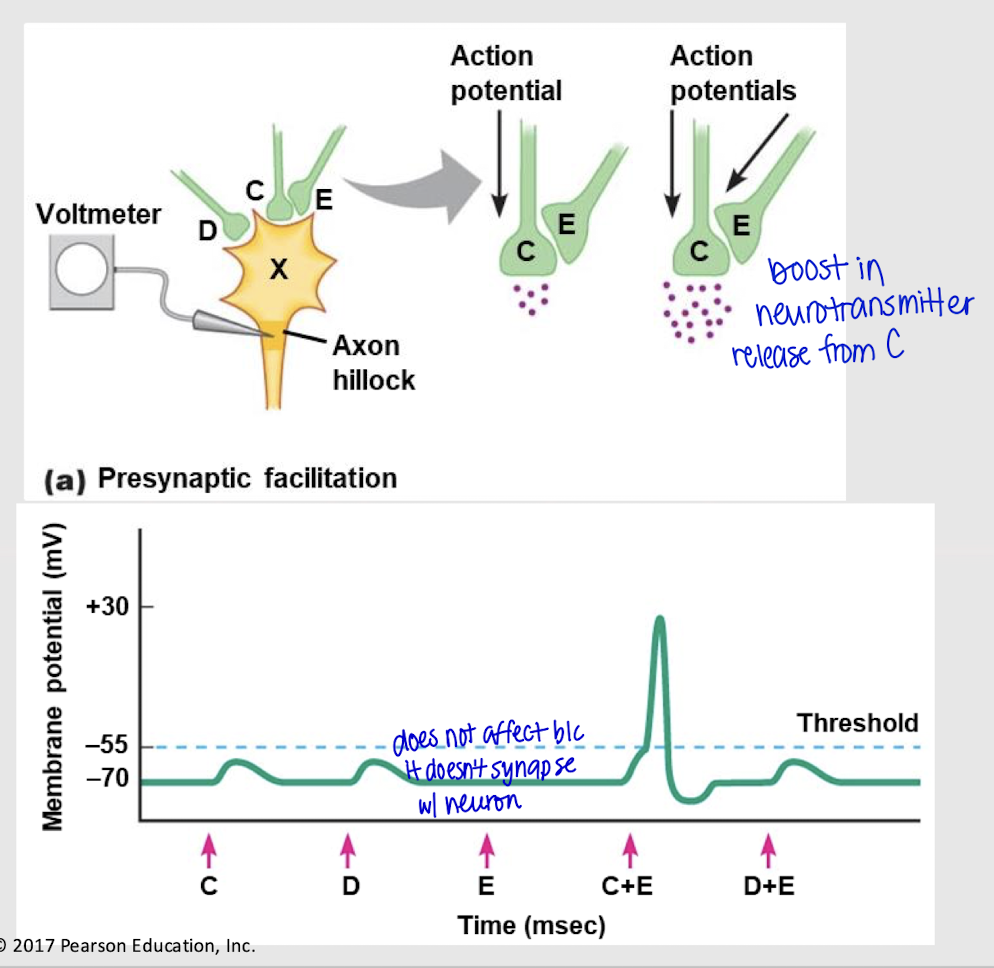 <p>If both neuron D and E send a signal, what happens? Does E have an effect?</p>