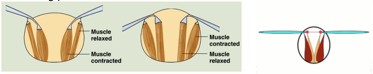 <p>direct connection between muscles and wings</p>