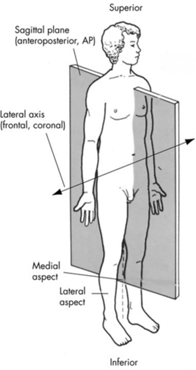 <p>perpendicular to sagittal plane</p>