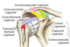 <p>Sup glenohumeral: anatomic neck above lesser tub. ext rot and inf/ant translation hum head</p><p></p><p>Mid ““: anatomic neck/scapularis. Ant translation hum head 45-90 deg add, ext rot</p><p></p><p>Inf ““: 3 parts, ant/post band and axillary pouch. broad sheet post inf anatomic neck. Ax pouch: 90 deg abd + ant post + inf trans. Ant band: ““ + full ext rot + ant trans, Post: full int rot.</p><p></p><p>Coracohumeral: ant greater tub, goes to supraspinatus</p>