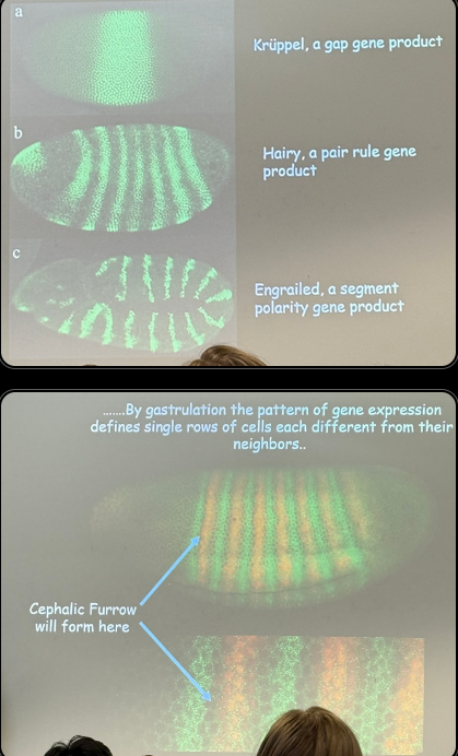<p>describe this image, including roughly how wide each segment is</p>