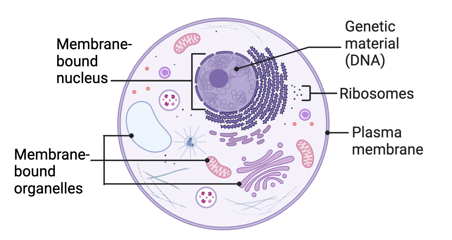 <p><span style="color: #ffffff">Cells with complex structures, containing a nucleus and membrane-bound organelles. Organisms can be unicellular or multicellular. </span></p>