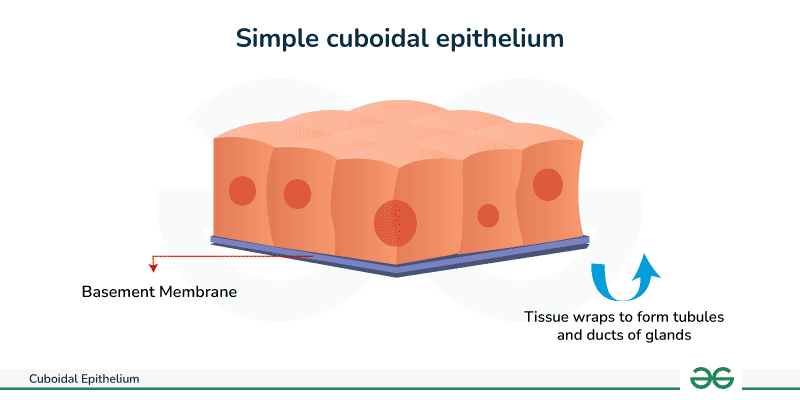 <p>epithelial tissue with <em>cube</em>-like cells</p>