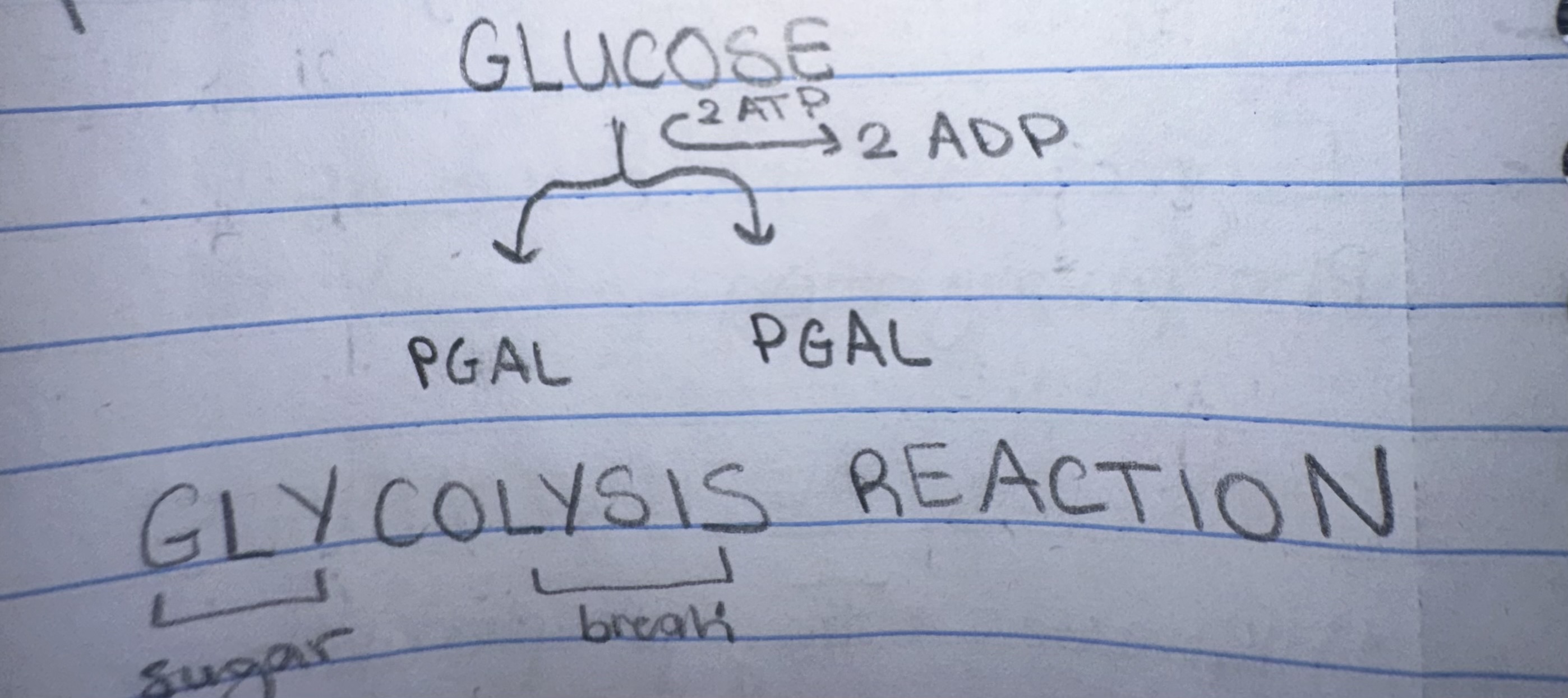 <p>Glycolysis Reaction</p>