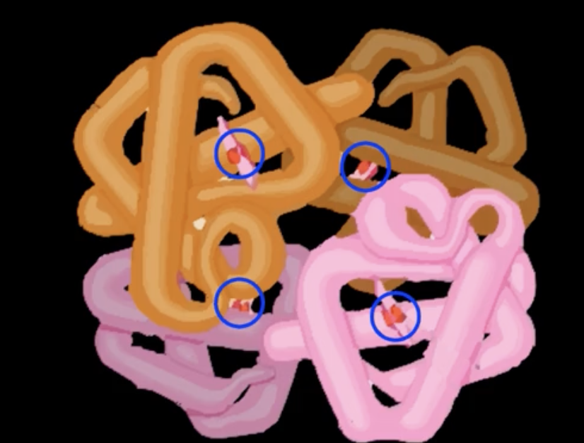 <p>one hb molecule can carry how many o2 molecules</p>