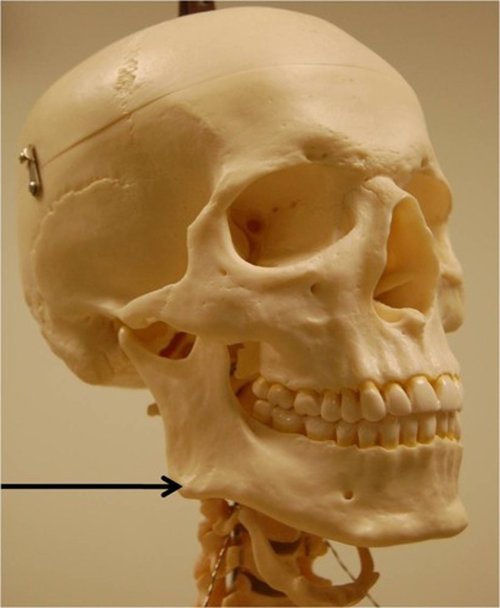 <p>where the body and ramus of the mandible meet</p>