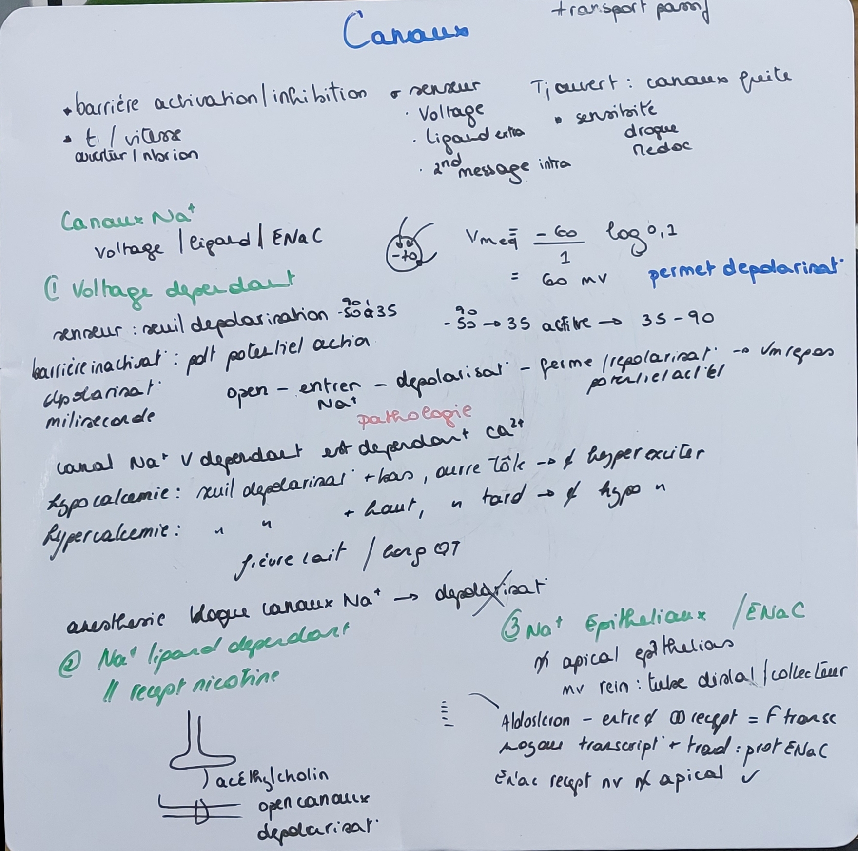 <p class="has-focus"><code>Canaux Na+</code></p>