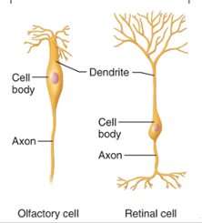<p>Rare. Found in some special sensory organs (olfactory mucosa, eye, ear). Sensory receptors —> CNS</p>