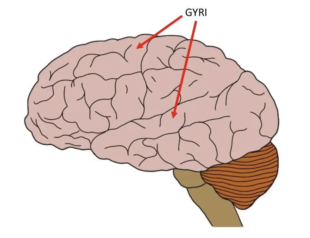 <p>a ridge on the surface of the brain</p><p>-they increase the surface area of the brain</p>