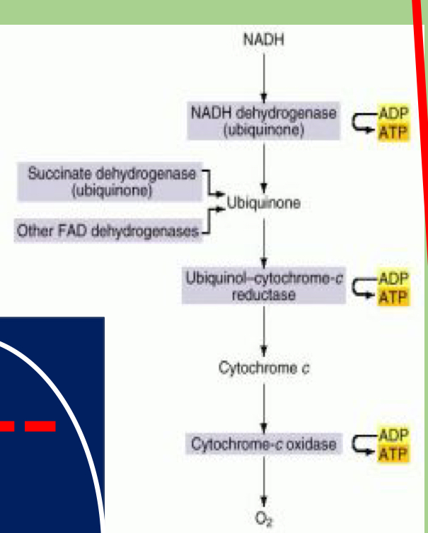 <p>Show me how to get right amount of ATP from electron transport chain</p>