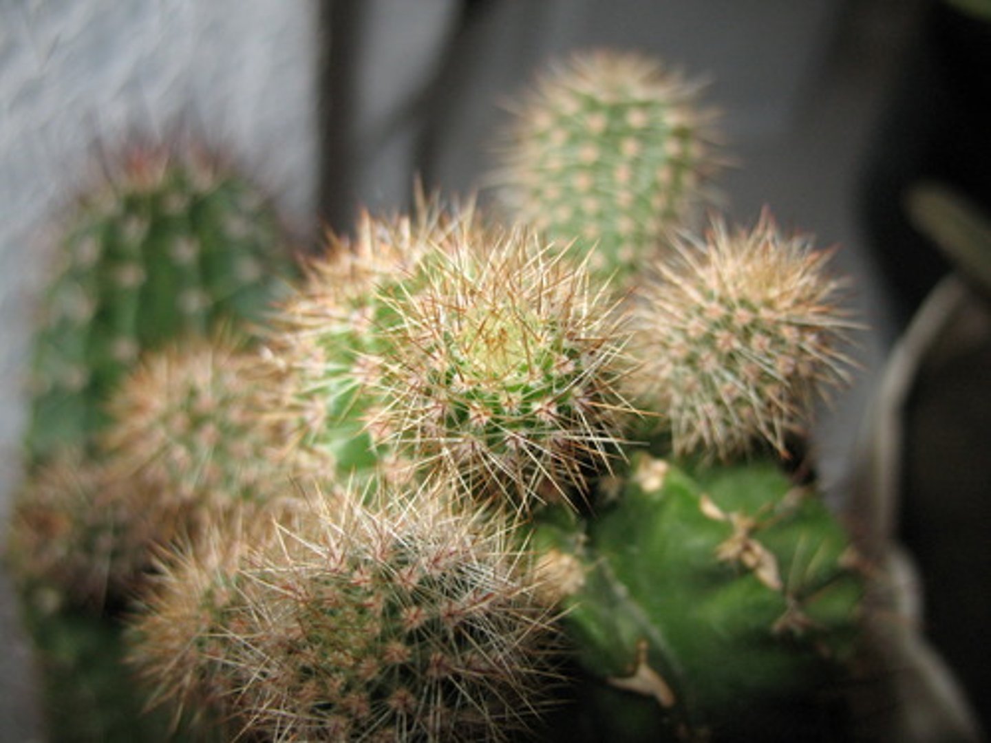 <p>Modified leaf with vascular bundles.</p><p>- Usually for defense against herbivores (e.g., Cactus Spine).</p>