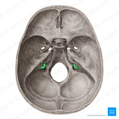 <p><span><span>an opening in the skull located at the base of the skull that allows for the passage of the internal jugular vein and cranial nerves, playing a crucial role in the venous drainage of the brain.</span></span></p>