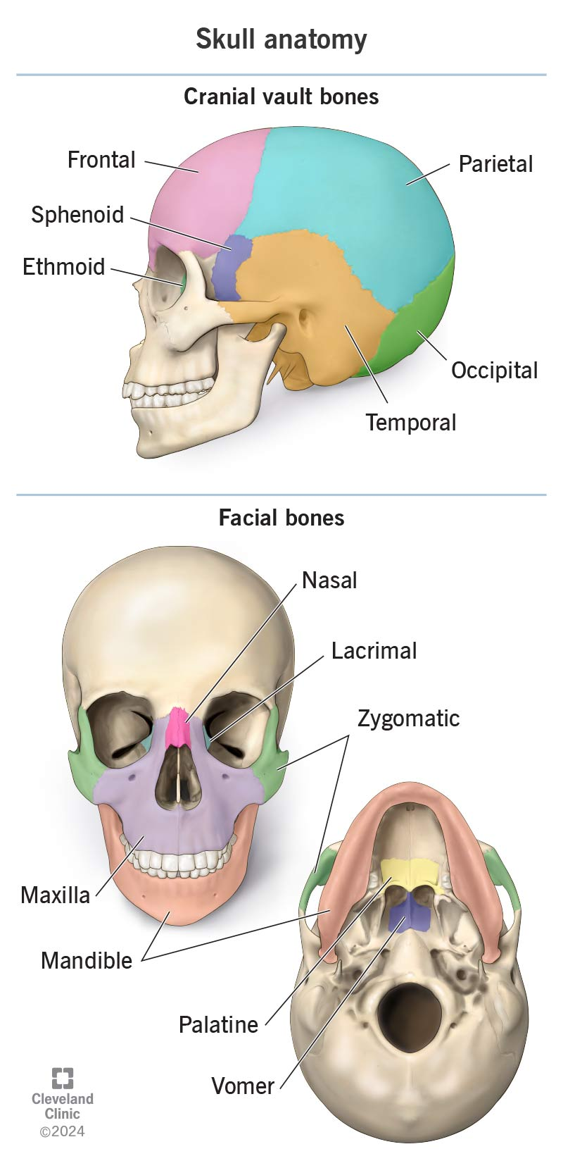 <p><span>Frontal bone</span>: Xương trán<br><span>Parietal bone: X.đỉnh</span><br><span>Occipital bone: X.chẩm</span><br><span>Temporal bone: X.thái dương</span><br><span>Zygomatic bone: Cheekbone</span><br><span>Maxilla: Upper jawbone</span><br><span>Mandible: Lower jawbone</span><br><span>Suture: Rãnh hộp sọ</span></p>