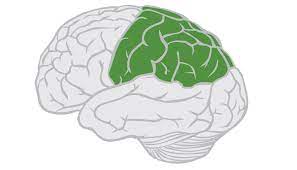 Name that part of the brain 