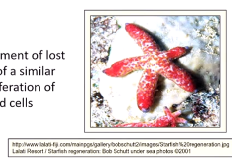 <p>regeneration is the <strong>replacement </strong>of lost or damaged tissue by that of a similar type derived from the the <strong>proliferation </strong>of the surrounding <strong>undamaged cells </strong></p><p><em>humans have latent capacity of regeneration </em></p>