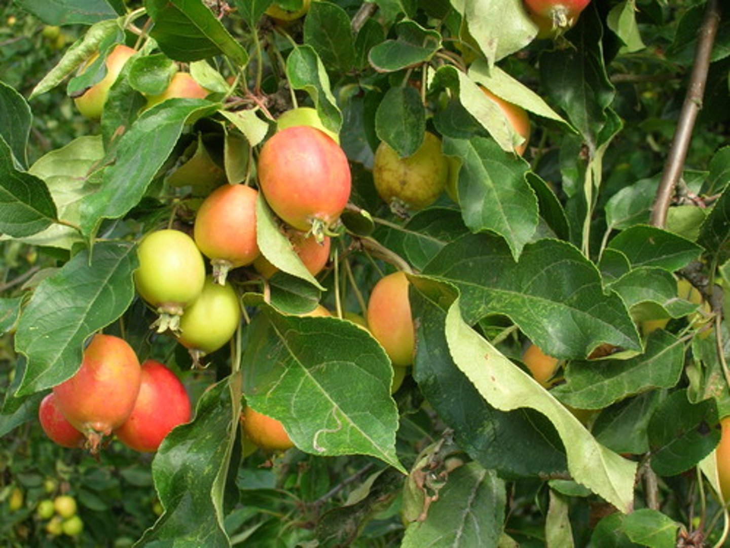 <p>Small, apple shaped red to yellow fruit. Flowers are white in clusters, with 5 round petals. Leaves are ovate, with serrated edges, and a papery appearance. veining prominent above and below. Midrib is greyish in colour. Bark is without scales, dark brown/grey in colour, with lighter spotting.</p>