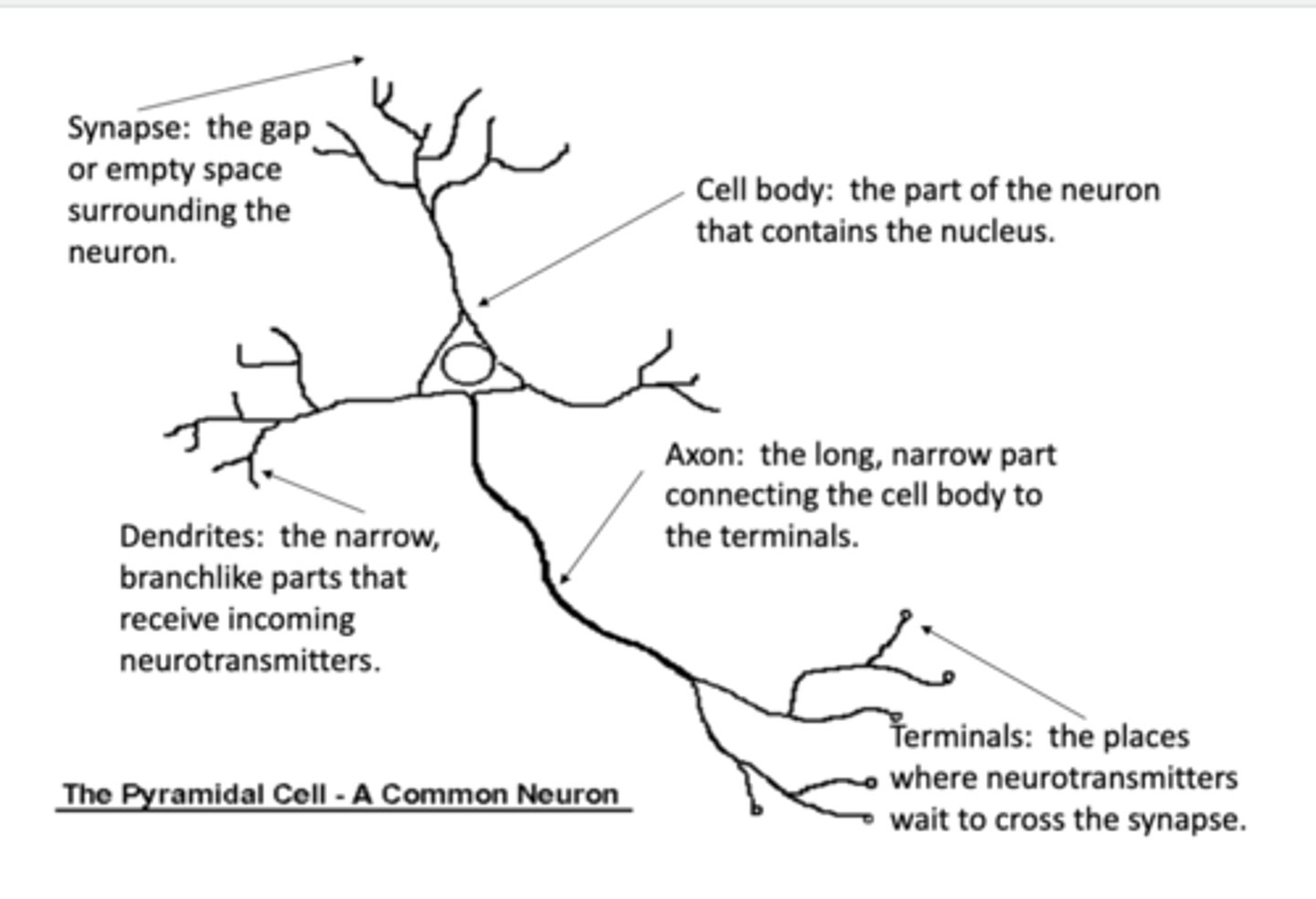 <p>To conduct a nerve signal, the action potential moves along the ___________</p>
