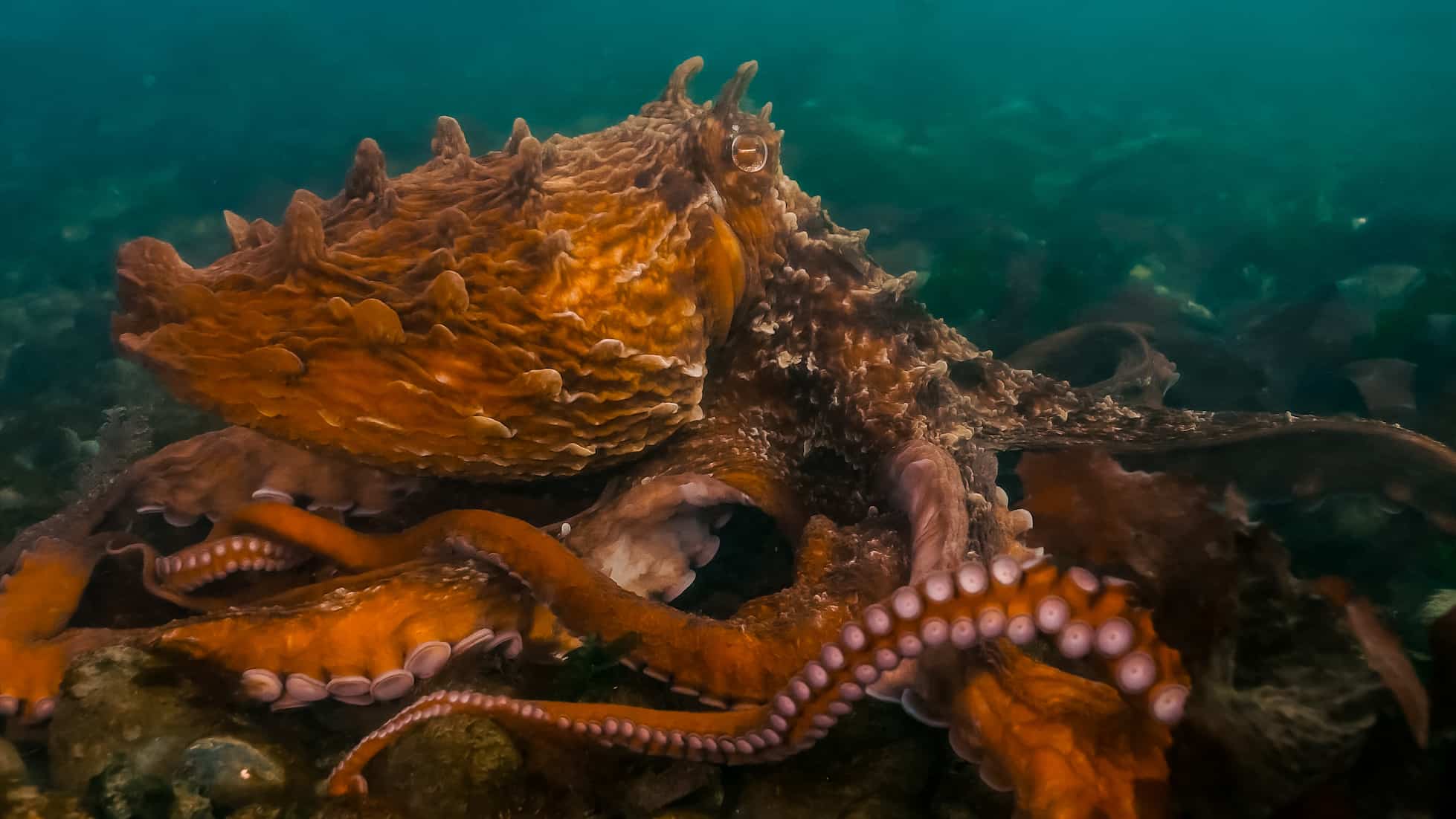 <p>Giant Pacific Octopus</p>