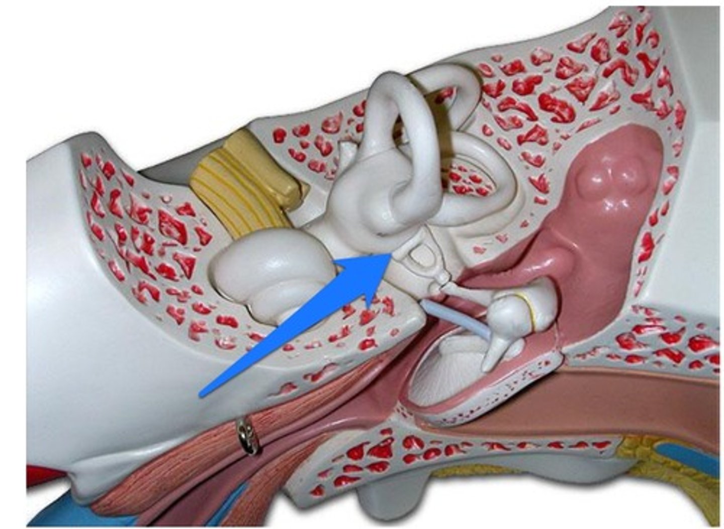 <p>membrane at the enterance to the cochlea through which the ossicles transmit vibrations</p>