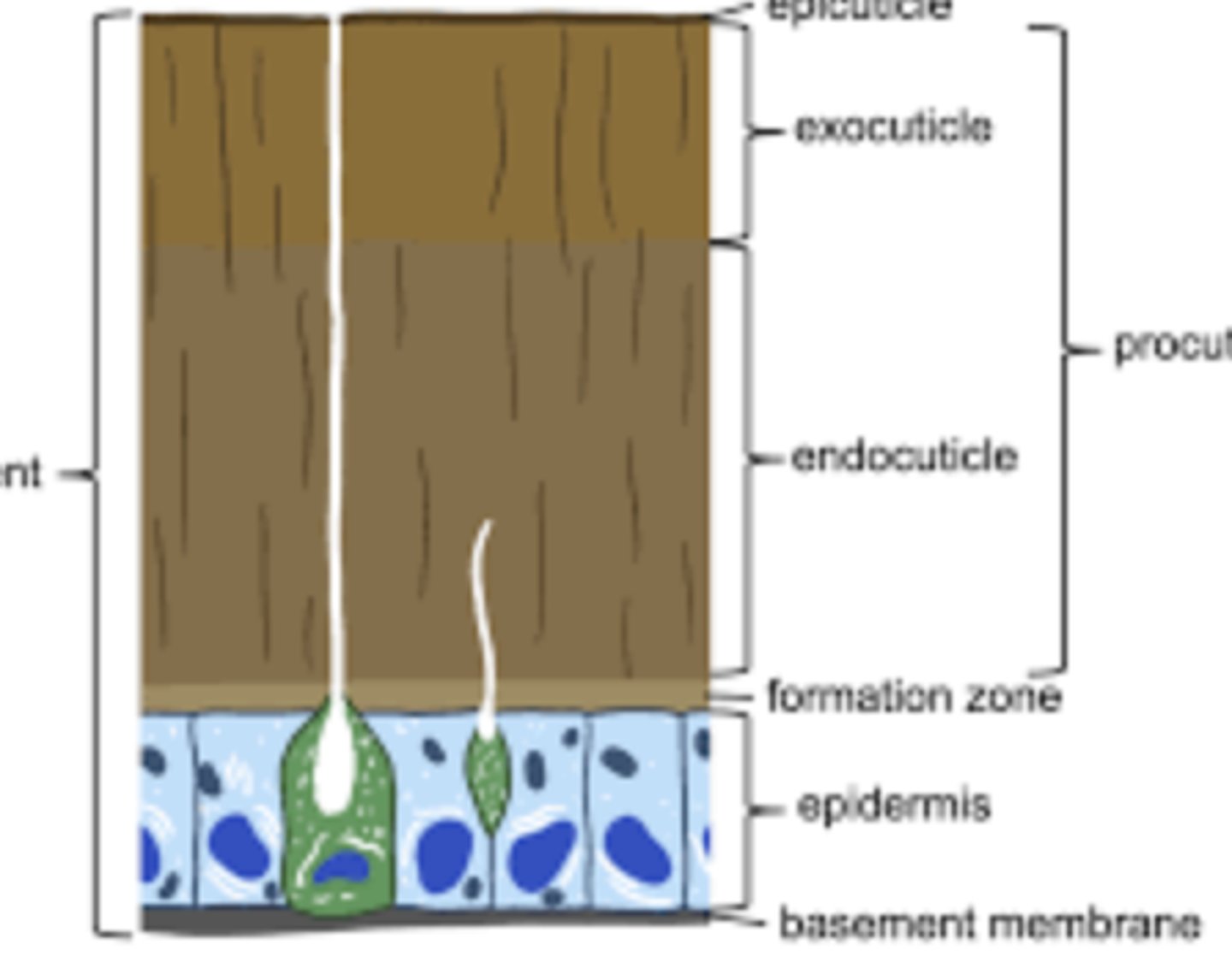 <p>Single layer of living cells that secretes and repairs the insect's cuticle; plays a role in molting.</p>