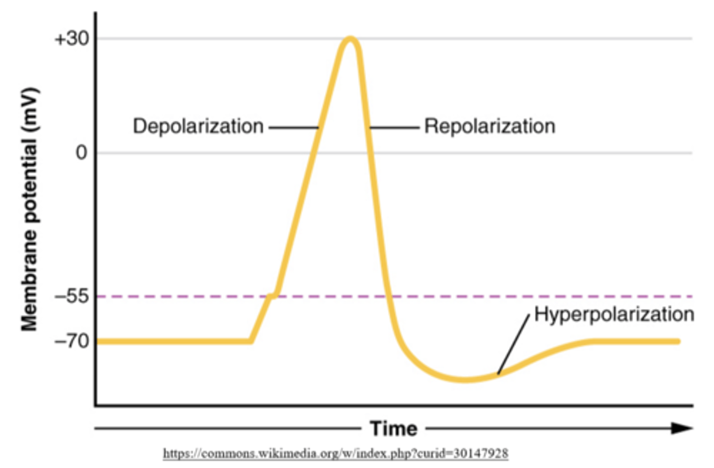 <p>depolarization</p><p>(membrane potential is made less negative)</p>