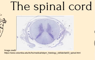 <p>Here is a cross section of the spinal cord, what exactly is it showing?</p>