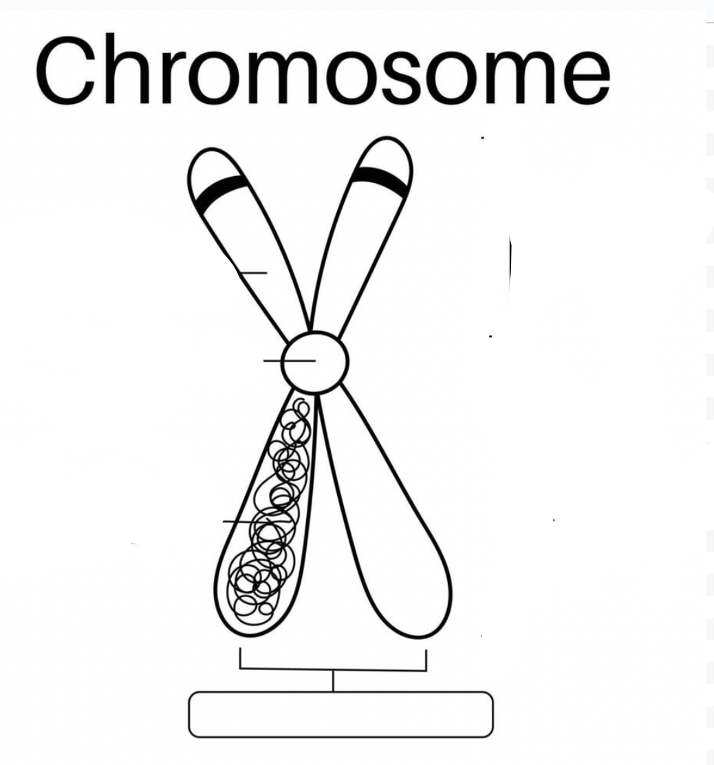 <p>Chromosome Parts</p>