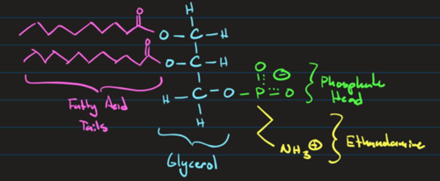 <p>Phospholipids are composed of a fatty acid tail and a phosphate group head attached to a glycerol, </p><p>this implies that the membrane is negatively charged</p>