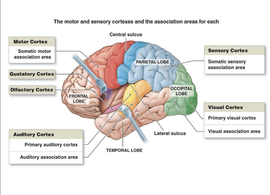 <p>Taste &amp; smell.</p><p>• Smell is on the bottom (ventral) surface of the frontal lobe.</p><p>• Taste is processed in the insular cortex, which is deep within the Sylvian fissure.</p>