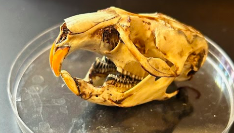 <p>Common Name?</p><p>Family?</p><p>scientific name?</p>