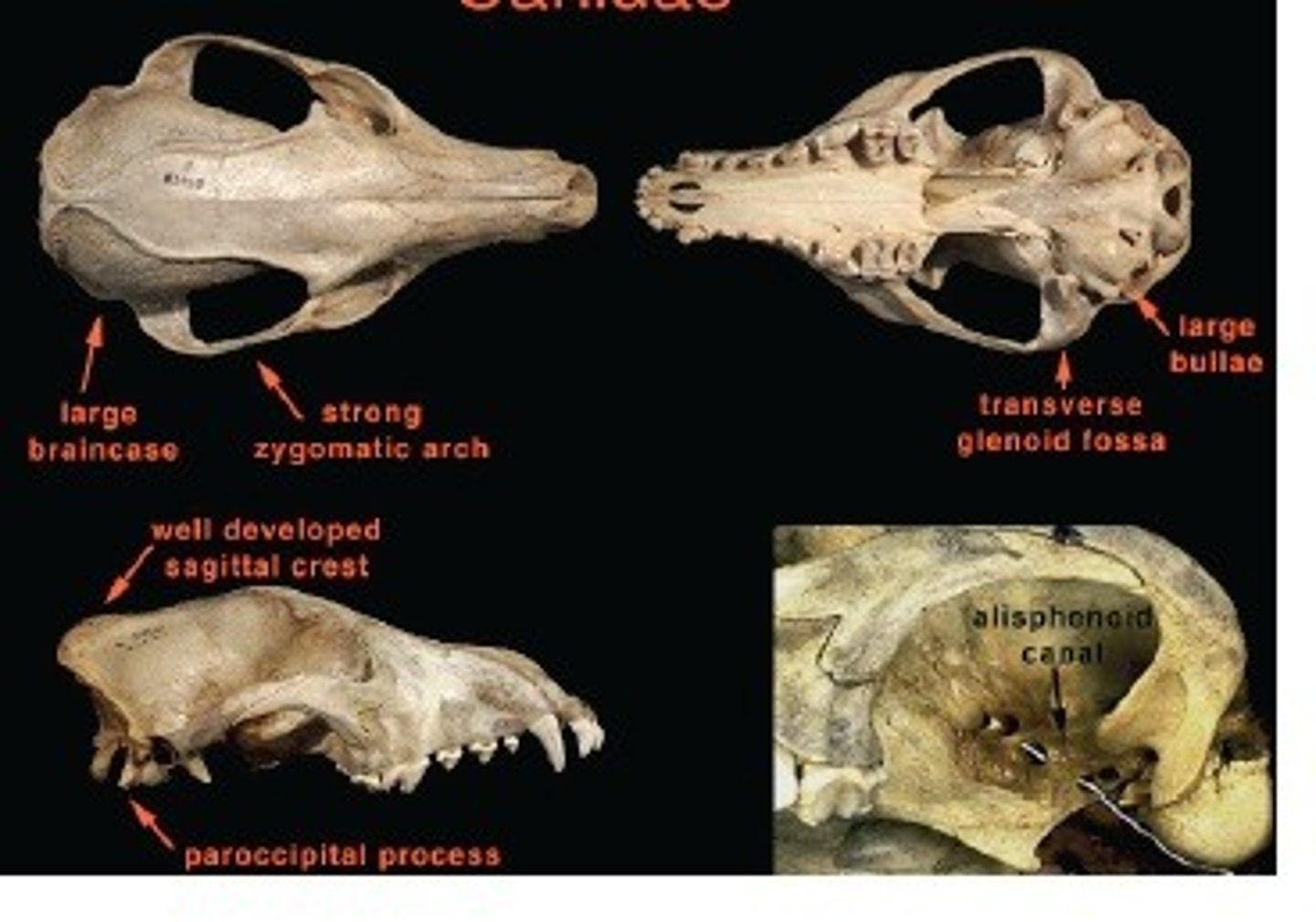 <p>What is the clade, order and family?</p>
