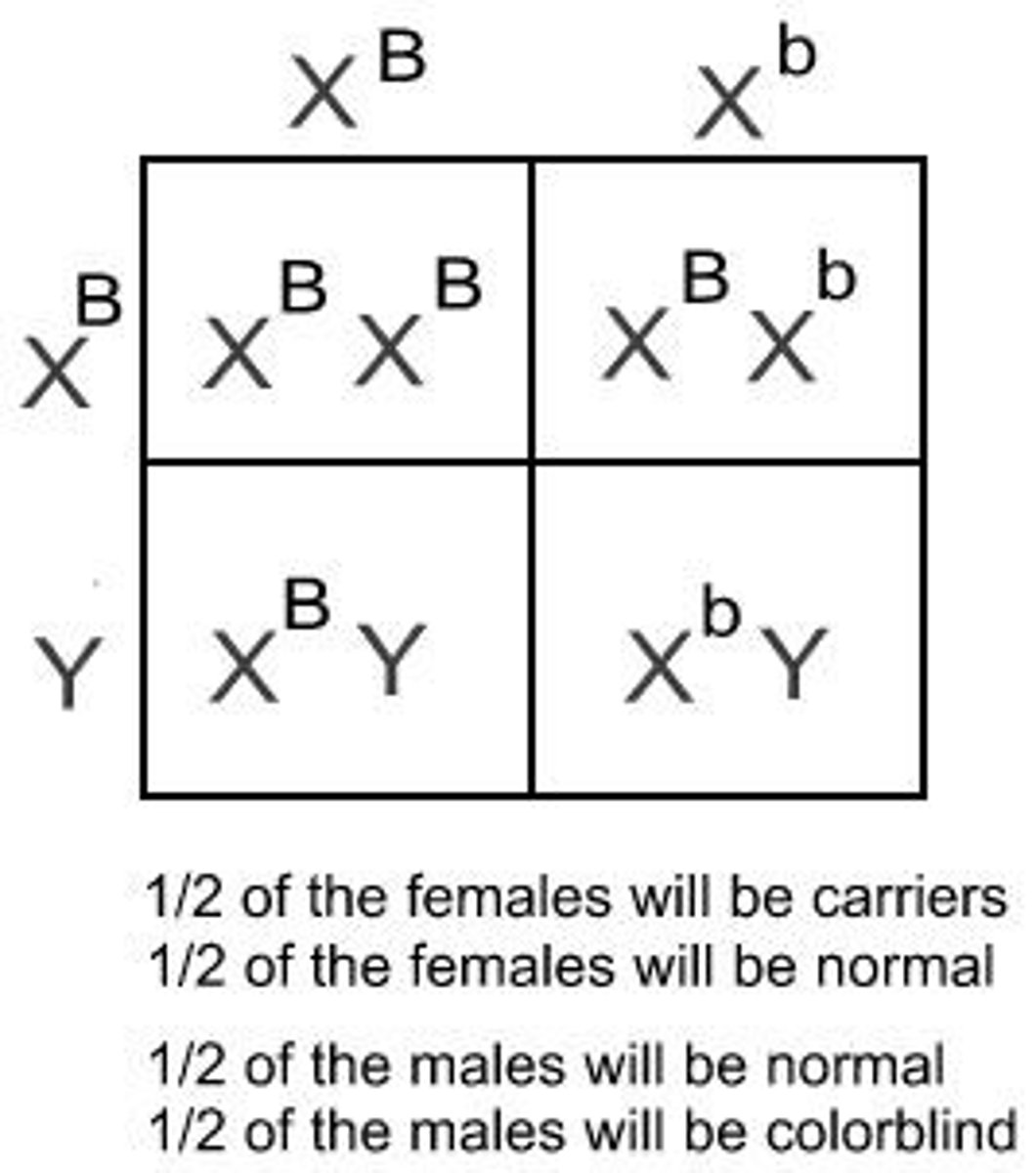 <p>Traits controlled by genes located on sex chromosomes, color-blindness is an example in humans</p>
