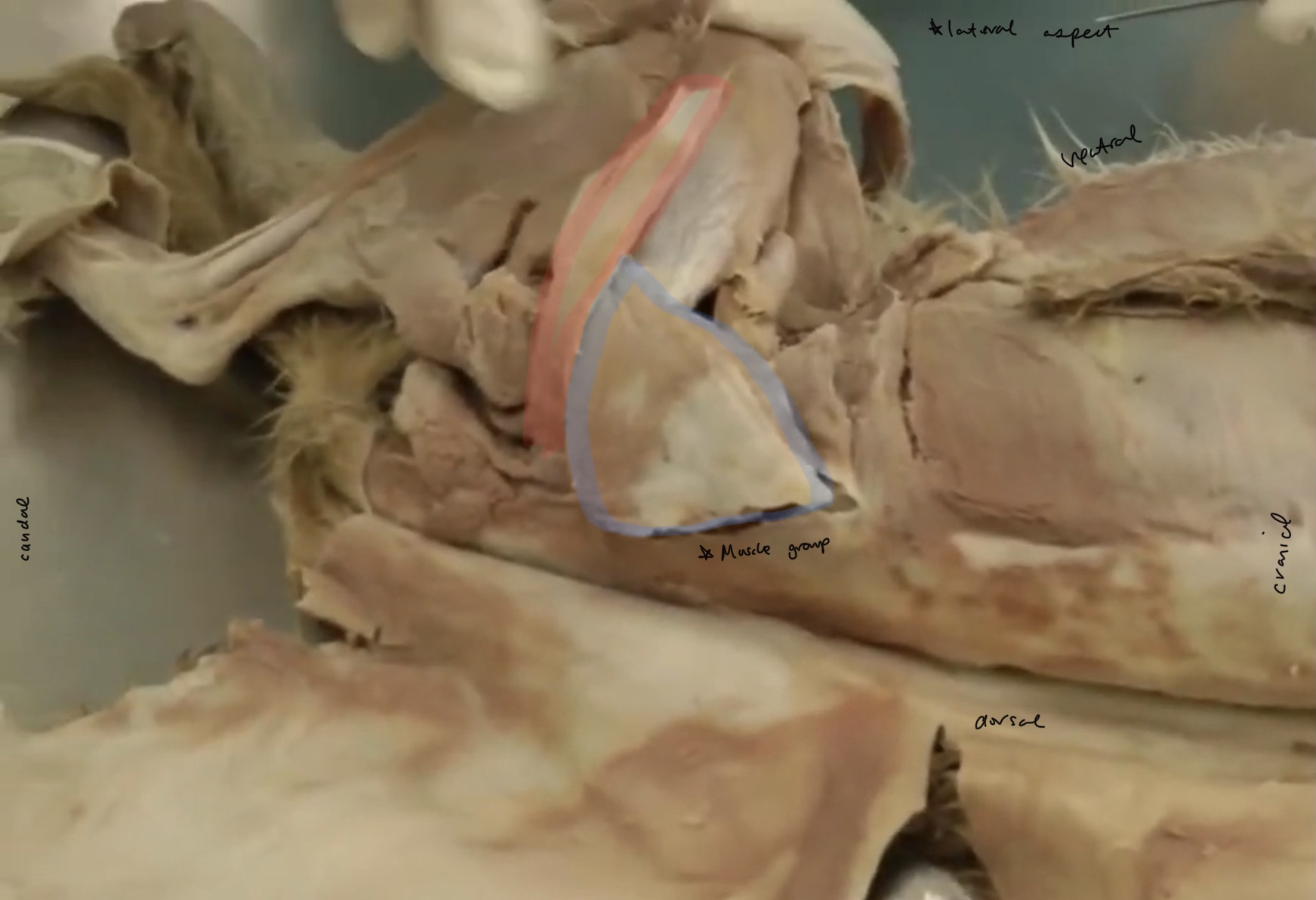 <p>what is the red highlighted part?</p>