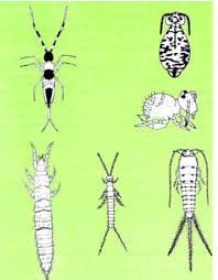 <p>Non-winged insects</p>