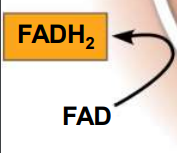 <p>FADH<sub>2</sub></p>