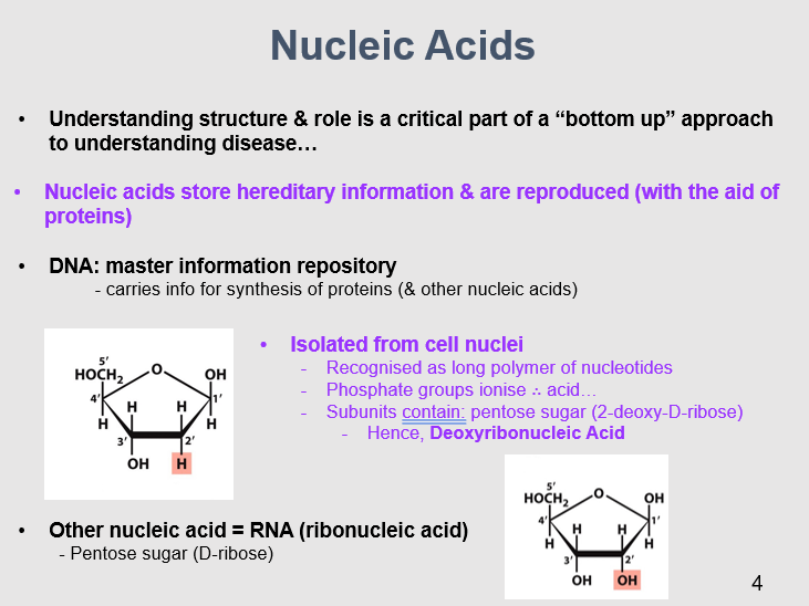 <p>DNA is recognized as a long polymer of nucleotides, with each nucleotide consisting of a phosphate group, a pentose sugar (2-deoxy-D-ribose), and a nitrogenous base. These components make up the structural and functional units of the DNA molecule. </p>