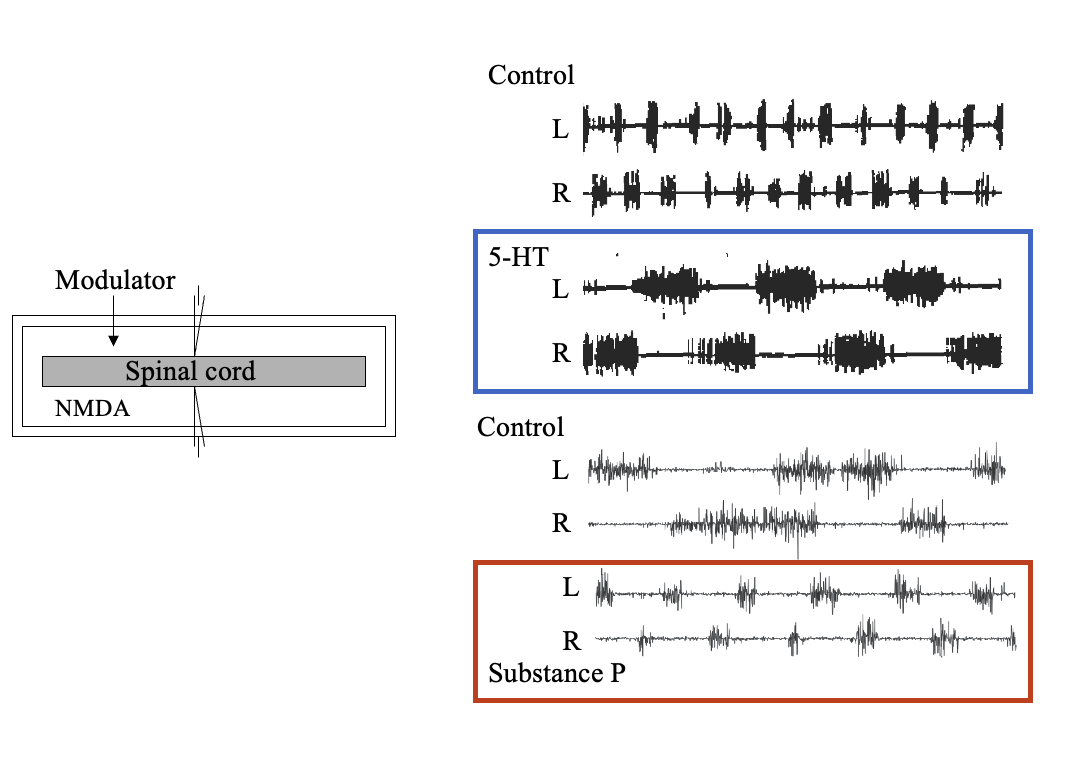 <p><strong>Fictive locomotion</strong>:</p><p>Procedure:</p><ul><li><p>add NMDA to switch spinal cord on</p></li><li><p>Add whatever transmitter you are interested in</p></li></ul><p>Results:</p><ol><li><p><strong>5-HT</strong>→ slows the locomotor activity in the lamprey locomotor CPG</p><ul><li><p>(the network was activated by the glutamate receptor agonist NMDA applied to the isolated spinal cord)</p></li></ul></li><li><p><strong>substance P </strong>(neuropeptide)→ increase the freq of network activity <strong>and</strong> better coordinated</p></li></ol><p><strong>Therefore this shows:</strong></p><ul><li><p>descending systems can use transmitter systems that act on the locomotor network to very the <strong>output</strong> of the locomotor CPG</p></li></ul><p></p>