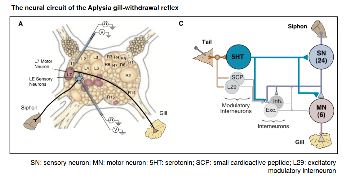 <ul><li><p>in siphon:</p><ul><li><p>gevoelsprikkels opgevangen door 24 gevoelszenuwen</p></li></ul></li><li><p>doorgegeven aan 6 motorische zenuwen → sturen kieuwintrekking aan</p></li><li><p>prikkel van staart → via interneuronen doorgegeven aan sensorische neuronen</p><ul><li><p>interneuronen gebruiken serotonine (5HT)</p></li></ul></li></ul><p></p>